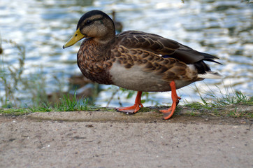 Naklejka na ściany i meble Duck walks near the pond. 
