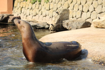 Seal Close Up