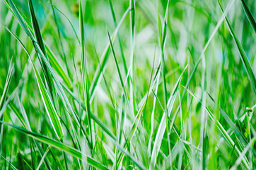 Green grass, natural summer background. Selective focus.