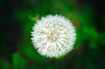 Fluffy dandelion flower, close-up. Natural summer background.