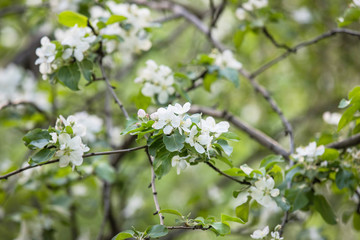 Fototapeta premium sunny spring evening leaves