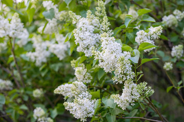 sunny spring evening leaves