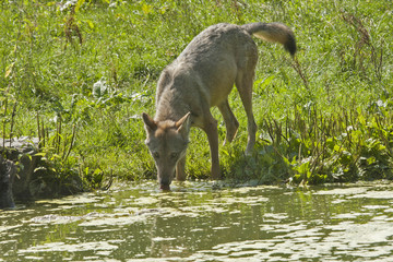 Europese wolf drinkt uit een meer