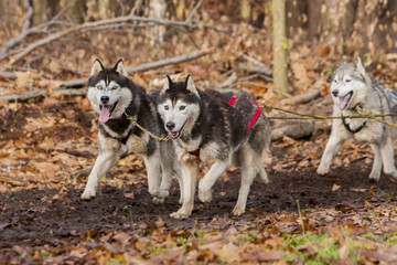 Mooi span sledehonden