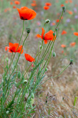 Red poppies flowers on summer meadow