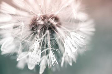 Dandelion flower with water drops on fluff