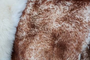 Background, texture of fluffy white and brown fur.