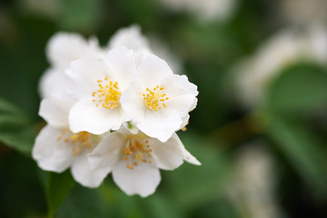 Obraz na płótnie Canvas White jasmine flowers, close-up
