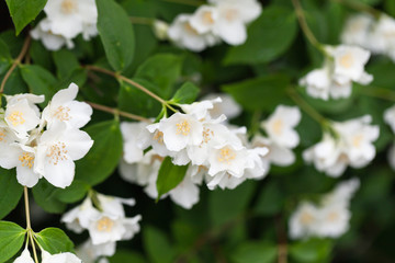 Obraz na płótnie Canvas White jasmine flowers on branches in garden