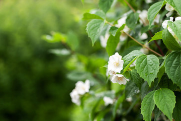 White jasmine flowers, close-up photo