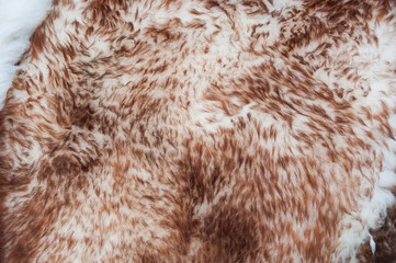 Background, texture of fluffy white and brown fur.