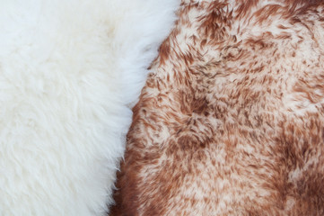 
Background, texture of fluffy white and brown fur.