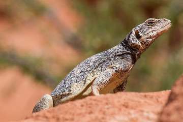 Chuckwalla 11
