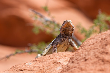 Chuckwalla 8