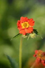 Geum flower