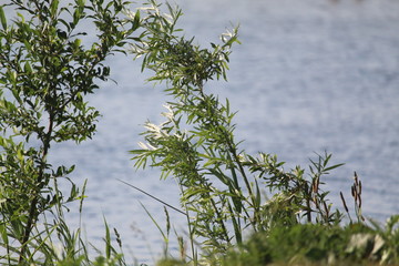 Water Landscape