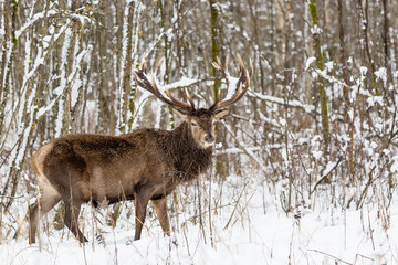 Single adult noble deer with big beautiful horns with snow in winter forest. European wildlife landscape with snow and deer with big antlers