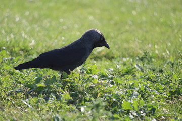 Obraz premium Crow Up Close