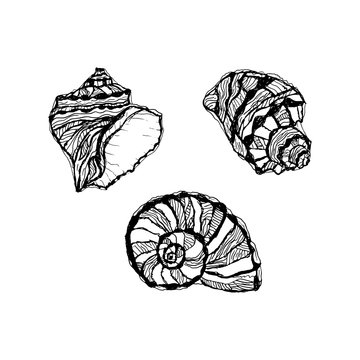 Vector seashell set. Hand drawn illustration of sketches mollusk sea shells.
