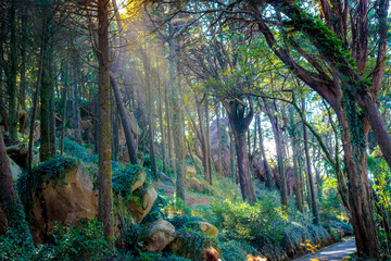Sintra woods, Portugal