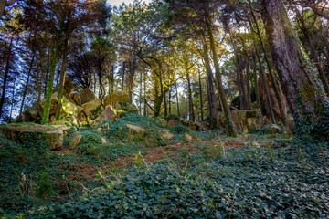 Magic woods, Sintra, Portugal