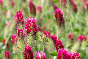 Red Clover in Detail on the spring Field