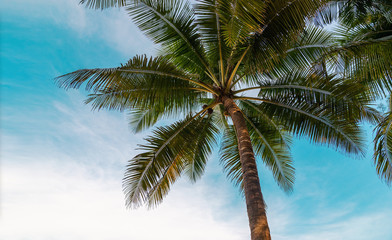 green exotic palm trees o0n the beach in front of blue sky with sunshine background with copy space