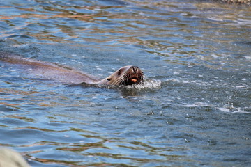 Fototapeta premium Seal Close Up