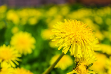 dandelions yellow flowers on the field
