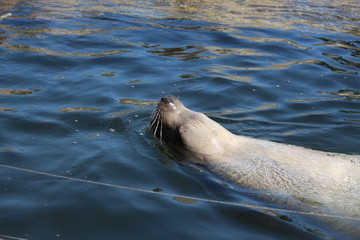 Naklejka premium Seal Close Up