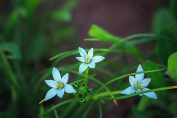 blue delicate flowers in green foliage
