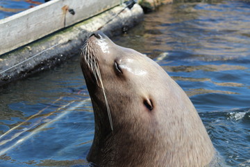 Fototapeta premium Seal Close Up