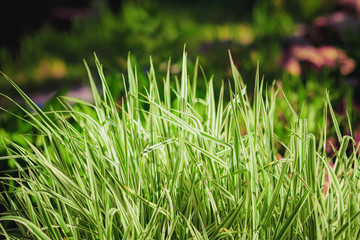 green grass on blurred background