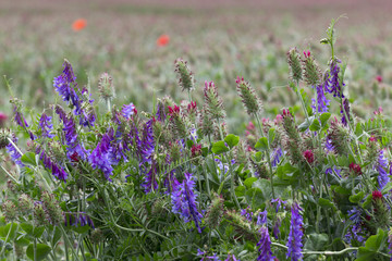 Red Clover and Lucerne in Detail on the spring Field