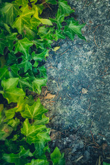 Leaf background with natural elements