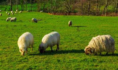 Obraz premium Sheep grazing in a Basque rural setting