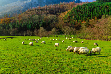Obraz premium Sheep grazing in a Basque rural setting