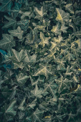 Leaf background with natural elements