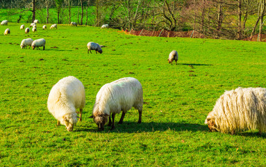 Obraz premium Sheep grazing in a Basque rural setting