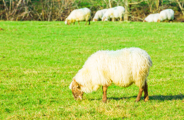 Naklejka premium Sheep grazing in a Basque rural setting