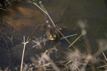 frogs in a pond