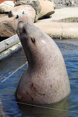 Fototapeta premium Seal Close Up