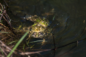 Obraz premium frogs in a pond