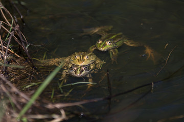 frogs in a pond