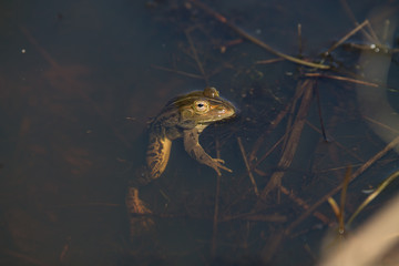 frogs in a pond