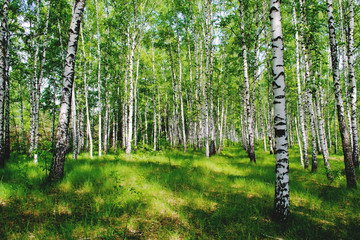 A picture of a birch grove illuminated by the rays of the spring sun