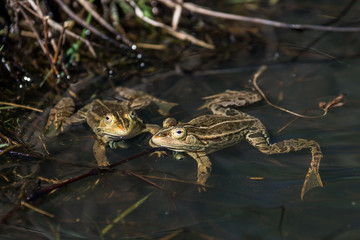 frogs in a pond