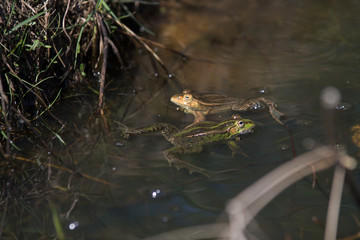 frogs in a pond