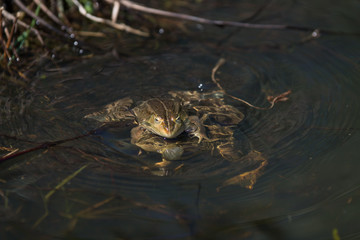 frogs in a pond