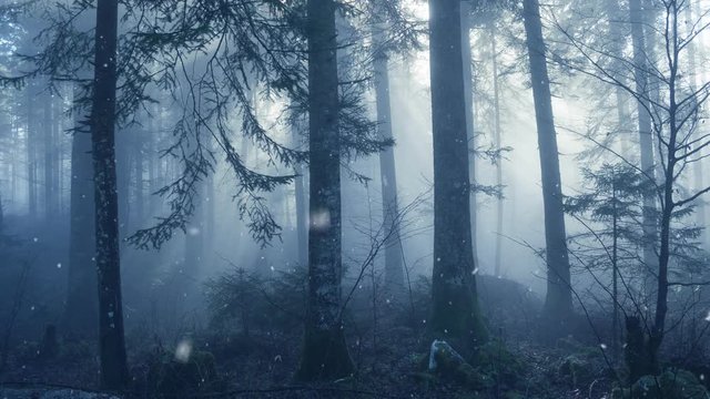Beautiful foggy forest landscape during first snowfall at winter day.
